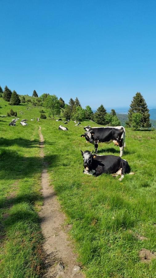 Nid 2 Cigognes Villa Zimmerbach Eksteriør billede